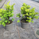 Taxus b. 'Summergold' 20-25 cm 2,0L