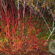 Cornus alba Baton Rouge 30 cm 2,0L