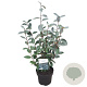 Elaeagnus ebbingei 50-60 cm 5,0L