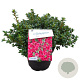 Azalea (J) 'Anouk' 25-30 cm 4,0L