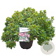 Rhododendron (AJ) 'Peggy Ann' 40-50 cm 10L