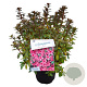 Rhododendron (J) 'Madame van Hecke' 25-30 cm 4,0L