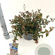 Abelia grandiflora 25-30 cm 3,0L