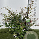 Abelia grandiflora 25-30 cm 3,0L