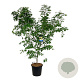 Acer Arctic Jade 200-225 cm cont. 55L extra