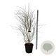 Acer palmatum 170-200 cm cont. 55L extra