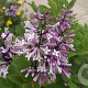 Syringa patula 'Miss Kim' 60-80 cm 10L