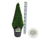 Buxus sempervirens 60-70 cm C8.5 piramide antraciet