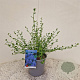 Ceanothus thyrsiflorus repens 25-30 cm 2,5L