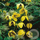 Clematis 'Bill MacKenzie' 80 cm rozenpot 2L
