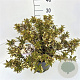 Weigela Black and White 30-40 cm 10L