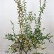 Crataegus monogyna 150-175 cm 7,5L Gestokt