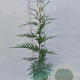 Cupressocyparis leylandii 80-100 cm 4,0L