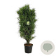 Frangula alnus Fine Line 170-200 cm cont. 55L extra