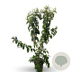 Heptacodium miconioides 80-100 cm 12L