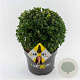 Ilex crenata Dark Green 30 cm 7,5L bol potgekweekt