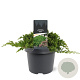 Juniperus procumbens 'Nana' 25-30 cm 3,5L