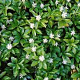 Pachysandra terminalis plantgoed P9