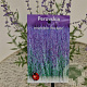 Perovskia 'Blue Spire' 40-45 cm 2,5L