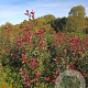 Photinia fraseri 'Red Robin' 175-200 cm met kluit