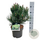 Pinus heldreichii 'Compact Gem' 30-40 cm 4,5L