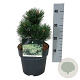 Pinus mugo 'Gnom' 15-20 cm