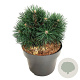 Pinus mugo 'Green Pearl' 20-25 cm