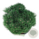 Pinus mugo 'Heideperle' 25-30 cm 15L