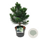Pinus nigra 'Oregon Green' 30-40 cm 4,5L