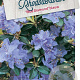 Rhododendron 'Blue Diamond' 40-50 cm 20L