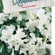 Rhododendron 'Dora Amateis' 50-60 cm 20L