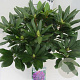 Rhododendron 'Marcel Menard' 50-60 cm 10L