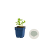 Geranium phaeum GM  P11