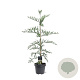 Sequoia sempervirens 100-125 cm 5,0L