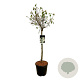 Viburnum 'Eskimo' 80 cm stam 15L