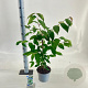 Viburnum plic. Kilimandjaro 30-40 cm 3,0L