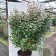 Elaeagnus ebbingei 150-175 cm 40L struik