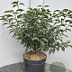 Prunus lusitanica 'Angustifolia' 60-80 cm 10L