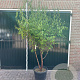Prunus serrula 200-250 cm 50L meerstammig