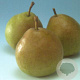 Pyrus c. 'Saint Rémy' 12-14 cm draadkluit