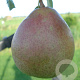 Pyrus c. 'Saint Rémy' 12-14 cm draadkluit