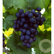 Vitis 'Black Alicante' 150-175 cm vierkant rond 5,5L