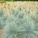 Festuca cinerea GM P9