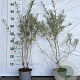 Hippophae rhamnoides 60-80 cm 2,0L