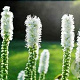 Liatris spicata 'Alba' GM 2,0L