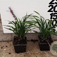 Liriope muscari 'Ingwersen' plantgoed P9