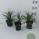 Liriope muscari 'Ingwersen' GM P9
