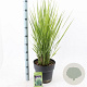 Panicum virgatum 'Northwind' 60-120 cm 12L