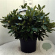Rhododendron 'Cunningham's White' 60-80 cm 20L