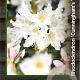 Rhododendron 'Cunningham's White' 60-80 cm 20L